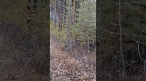 гон смычка русских пегих гончих