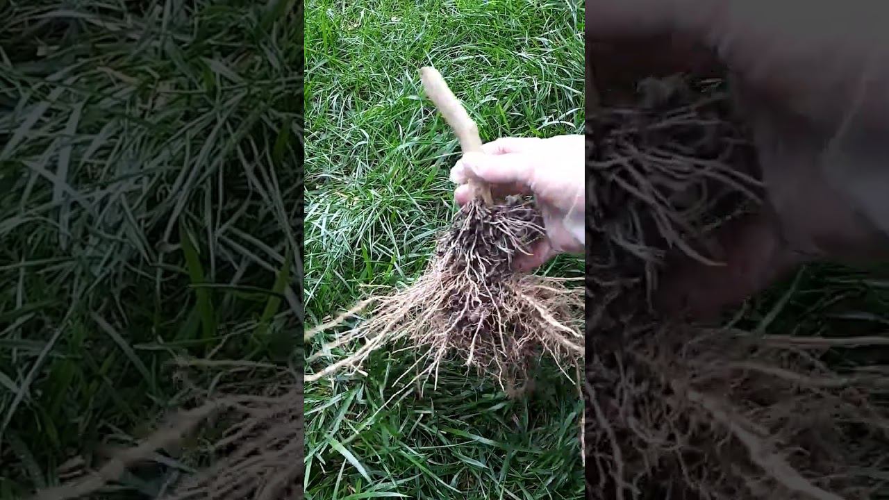 Так БАКЛАЖАНЫ после окучивания наращивают корни или нет? Показываю результат @смаринойгусаковой смотреть онлайн