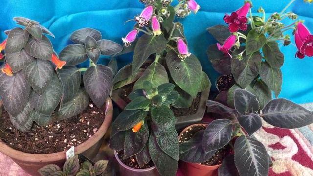 How to Grow Kohleria: Houseplant Care Guide смотреть онлайн