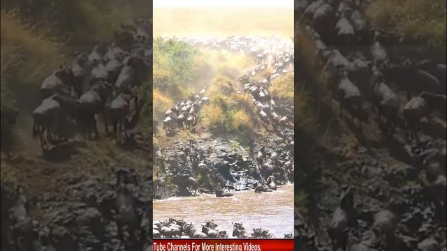 masai mara смотреть онлайн