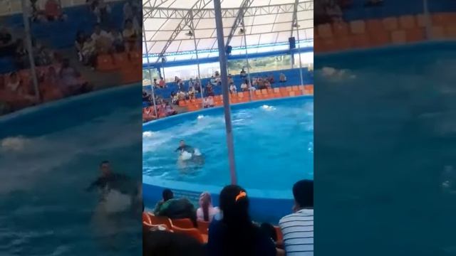 Нос дельфина выдержит наглые руки. смотреть онлайн