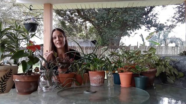 Sharing some of my houseplants 🪴Easy to care for plants смотреть онлайн