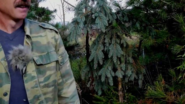 Хвойные деревья для ландшафтного дизайна. Обзор хвойных деревьев. Часть 4. смотреть онлайн