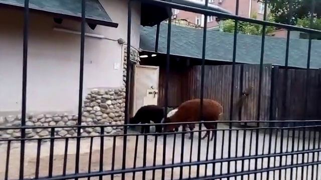 Лошади в Московском зоопарке пони домашний осел обыкновенный дик-дик черная антилопа альпака весной смотреть онлайн
