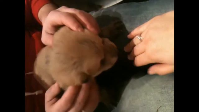 Крещенский щенок смотреть онлайн