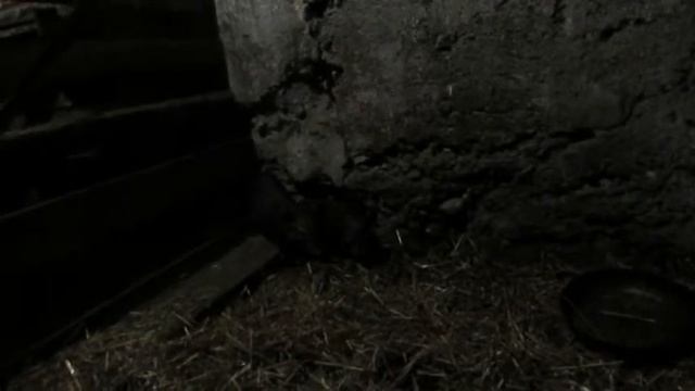 Покупка Вьетнамских поросят смотреть онлайн