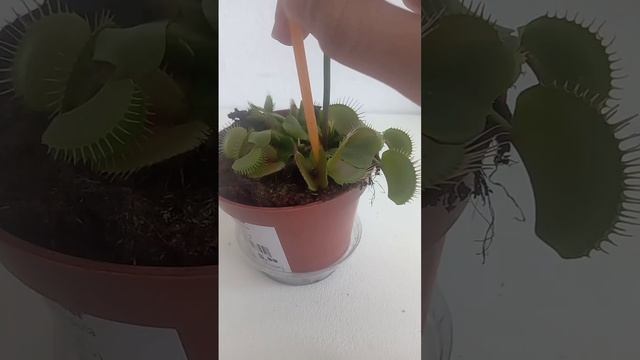 Время обедать! Венерина мухоловка есть муху. #мухоловка #растения смотреть онлайн