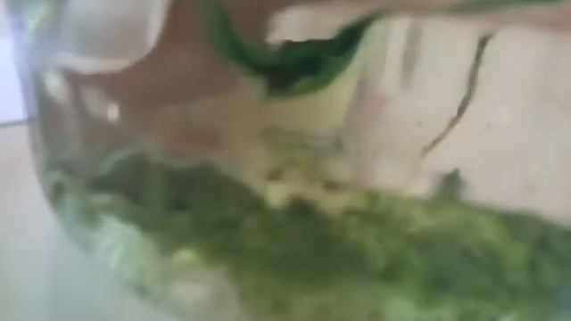 Как вырастить дафний смотреть онлайн