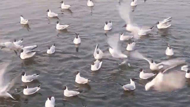 БЕЛОРУССКИЕ ЧАЙКИ . ВЕСНА-2021. смотреть онлайн