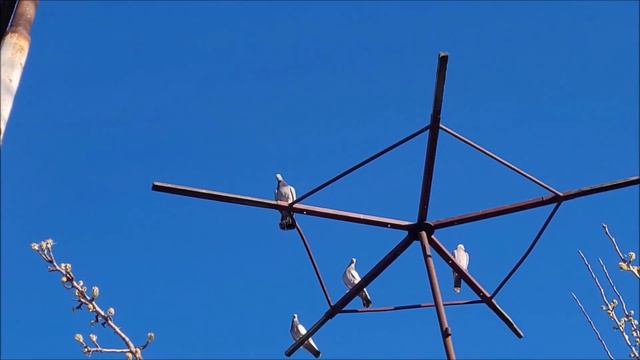 Обзор моих голубей, копа проверка. смотреть онлайн