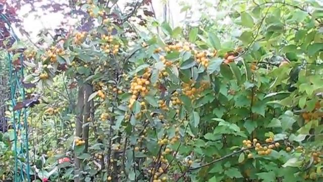 Яблоня китайка декоративная