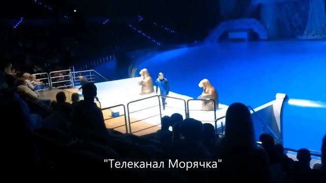Москвариум. Шоу моржи. Моржи москвариума. Обитатели москвариума. Аквариумы Москвариума.