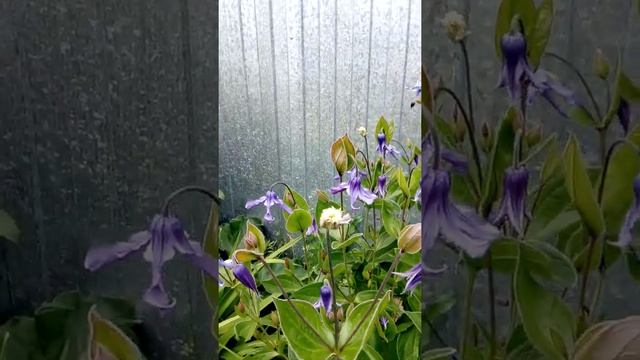 Клематис китайский смотреть онлайн