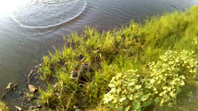 кастинговая сеть в городском водоеме( рыбка есть) смотреть онлайн