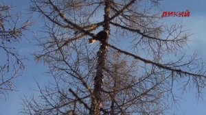 Охота и рыбалка в Якутии. Эпизод 4.