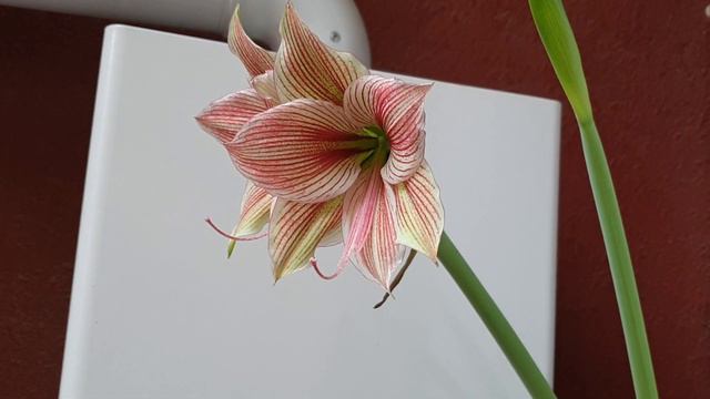 My hippeastrum balcony New year edition смотреть онлайн