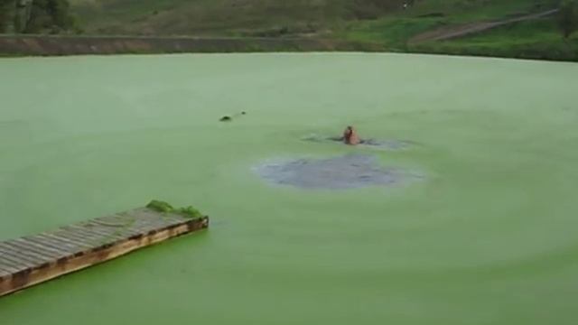 Купание в болоте