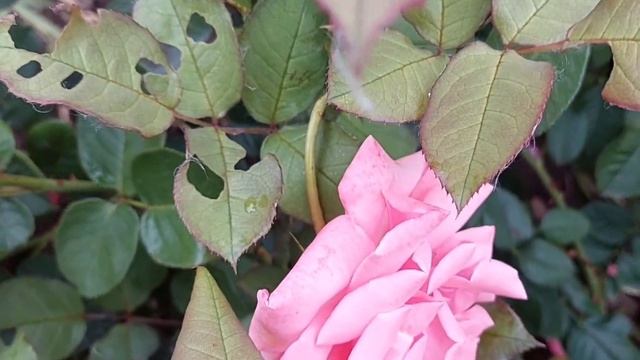 Ещё одно моё разочарование- плетистая роза Рамира! смотреть онлайн