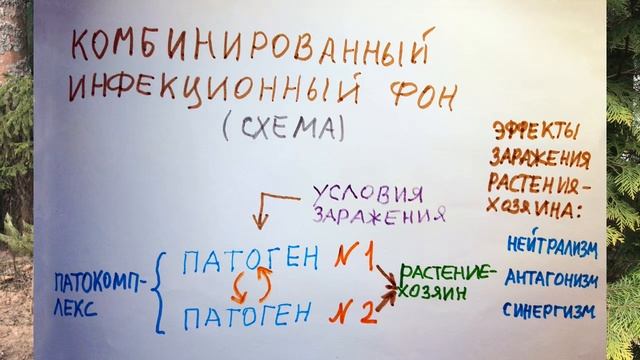 Иммунитет растений. Фитопатология.  Лекция 4. Инфекционные фоны
