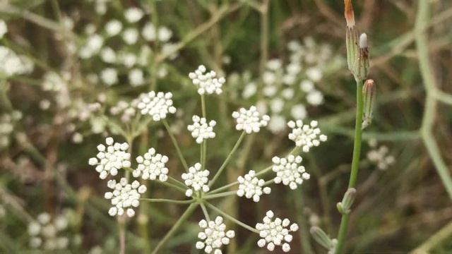 17 августа народный праздник АВДОТЬЯ МАЛИНОВКА. народные приметы и поверья смотреть онлайн