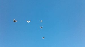 Николаевские голуби