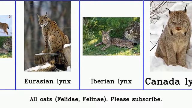 All cats (Felidae, Felinae) Panthera Leopard Lion Jaguar Tiger смотреть онлайн