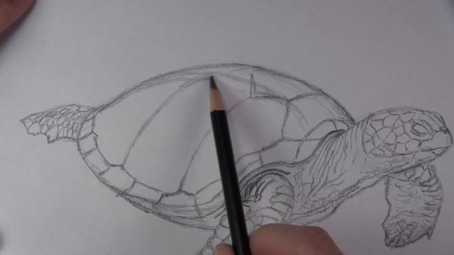 How to Draw a Sea Turtle Step by Step смотреть онлайн