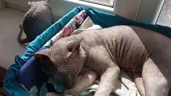 Злой  сфинкс. Crazy Cat. #166.