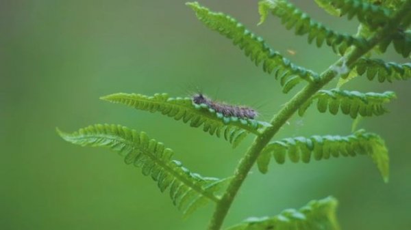 8K HDR Macro World of Little Forest Inhabitants - Tiny Wild Animals and Insects