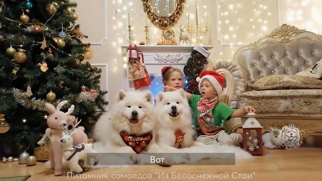 Самоед - собака компаньон. Все делаем вместе!) Радостная рождественская фотосессия) смотреть онлайн