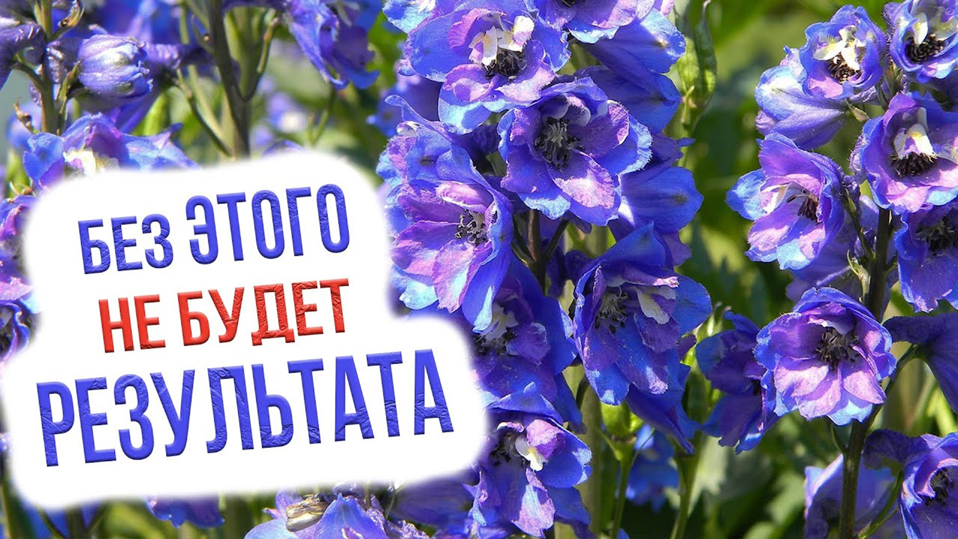 САМЫЙ ПРОСТОЙ СПОСОБ вырастить дельфиниум из семян. Выращивание дельфиниума из семян смотреть онлайн