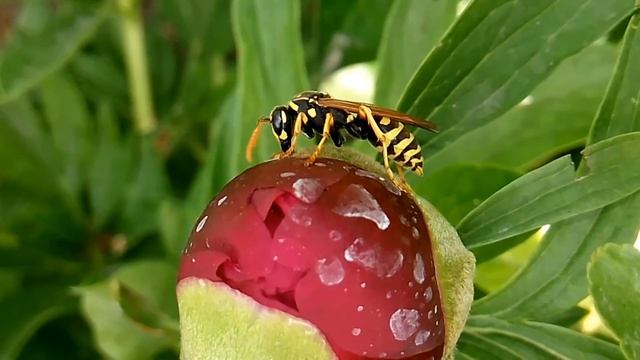 Оса опыляет цветок very beautiful смотреть онлайн