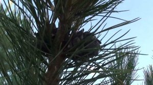 Когда начинает плодоносить кедр сибирский