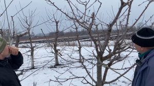 Обрезка черешни с формировкой Стройное Веретено и UFO. Питомник Маценко.