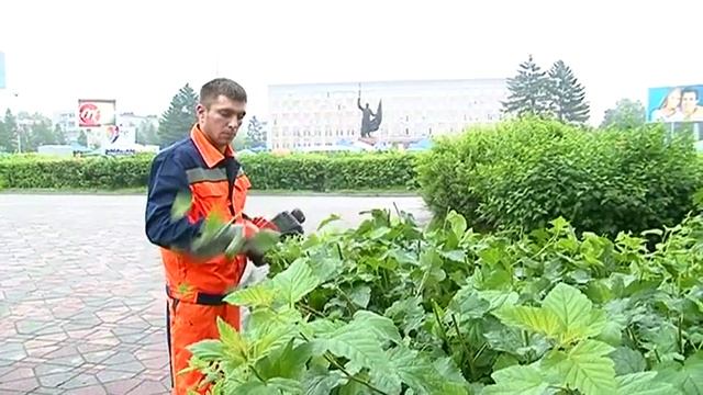 Фигурные прически для городских кустов смотреть онлайн