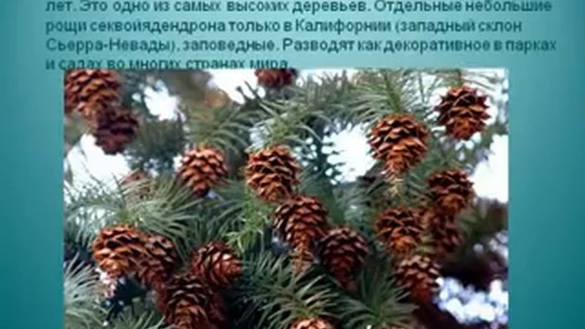 Голосеменные растения.AVI смотреть онлайн