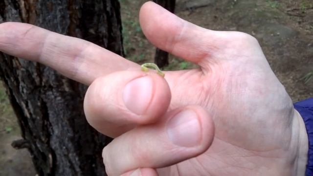 Землемер-пяденица 1 смотреть онлайн