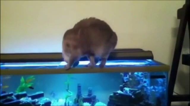 Cat catches a fish in the aquarium - Кошка ловит рыбу в аквариуме смотреть онлайн