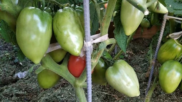 Томат Петруша Огородник. Мясистый томат для открытого грунта! смотреть онлайн