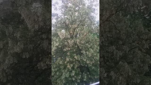 белой акации гроздья душистые. смотреть онлайн