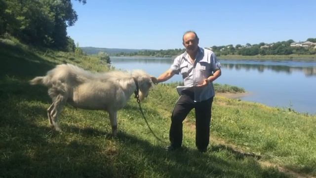Владимир MASTER встреча с безрогим козлом... смотреть онлайн