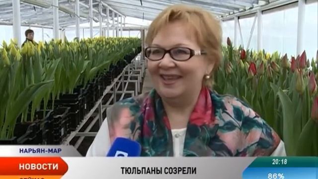 В Нарьян-Маре вырастили 10 тысяч тюльпанов смотреть онлайн