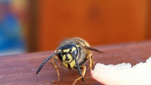 Оса. Пробуждение. Январь 2020 . смотреть онлайн