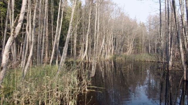 Бобровая плотина на р Волма под Минском Октябрь, 2019 смотреть онлайн