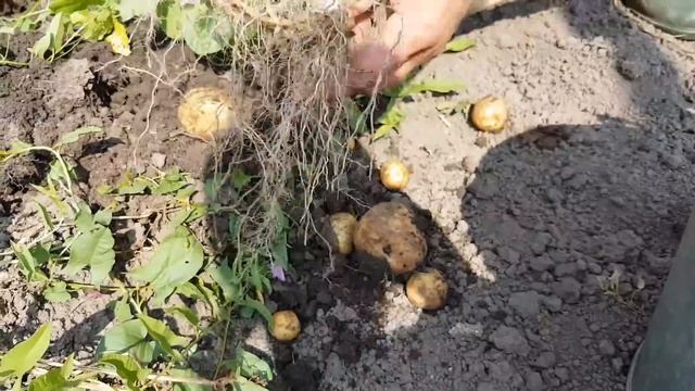 Собираем грузди, замачиваем три дня, чистим, солим и ждем пару недель, чтобы наконец поесть. смотреть онлайн