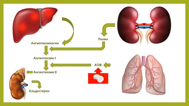 Каптоприл. Ренин-ангиотензиновая система. Механизм артериальной гипертензии. смотреть онлайн