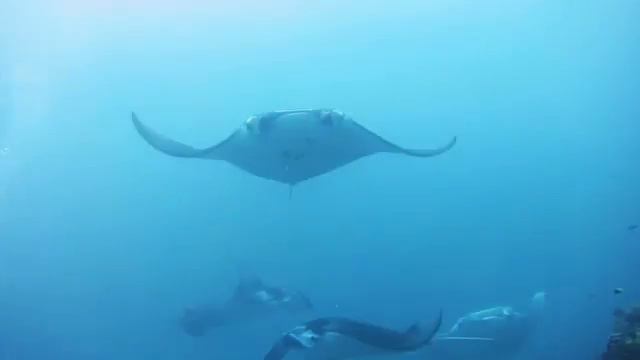 Diving the Maldives | South Ari | North Male смотреть онлайн