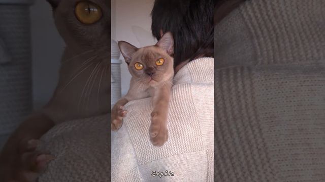 Шоколадный бурманский котёнок Sophia. Питомник Freya Way смотреть онлайн