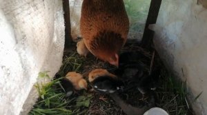 Наседка бросила гнездо. Яйца остыли на несколько часов. Что получилось?!