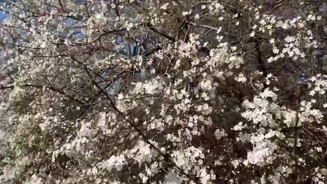 Горького Калининград смотреть онлайн